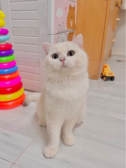 ดช. บริติช 8 เดือน รูปที่ 3