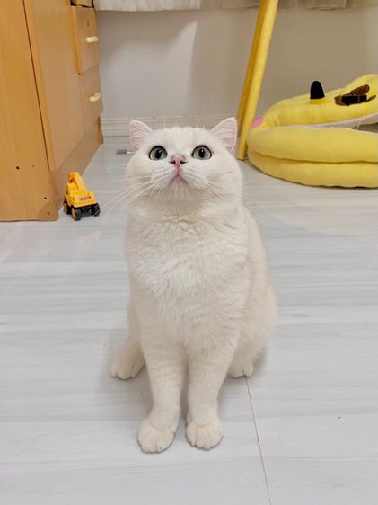 ดช. บริติช 8 เดือน รูปที่ 2