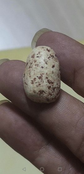 สมเด็จวัดพลับ​ พิมพ์ตุ๊กตาเล็ก​ ลงรักเก่า รูปที่ 4