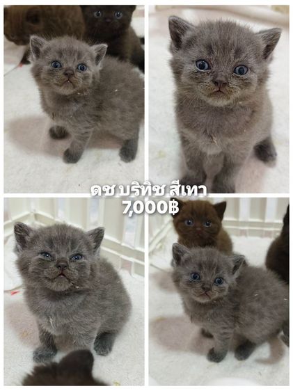 บริติช ชอร์ตแฮร์ (British Shorthair) ดช ดญ บริทิช ช็อตแฮร์