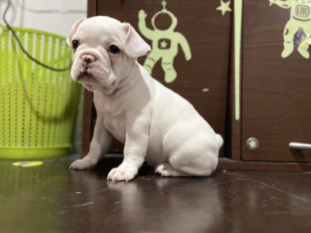 ลูกหมา เฟรนช์ บลูด๊อกสนใจสอบถามเพิ่มเติมได้ 082-8936291 รูปที่ 3