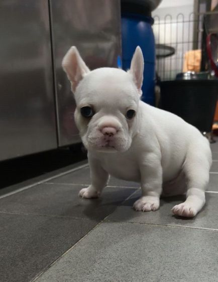 ลูกหมา เฟรนช์ บลูด๊อกสนใจสอบถามเพิ่มเติมได้ 082-8936291