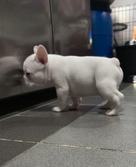 ลูกหมา เฟรนช์ บลูด๊อกสนใจสอบถามเพิ่มเติมได้ 082-8936291 รูปที่ 2