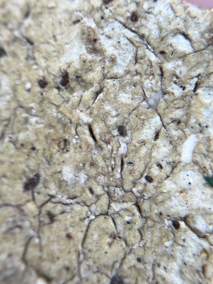 พระสมเด็จวัดระฆังพิมพ์ใหญ่เห็นเม็ดมลสาร รูปที่ 12