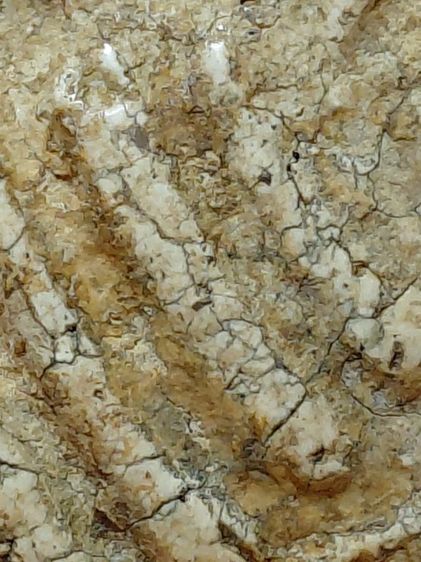 อกครุฑเศียรบาตรบางขุนพรหม รูปที่ 9