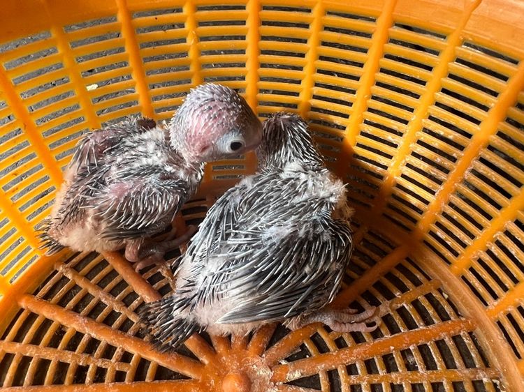 ฟอลพัส รูปที่ 4