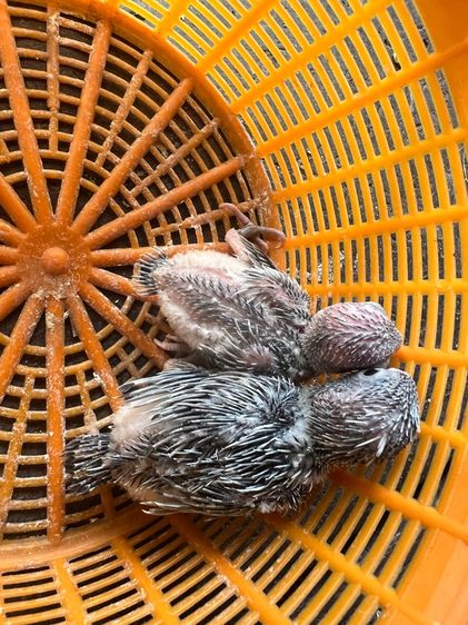 ฟอลพัส รูปที่ 2