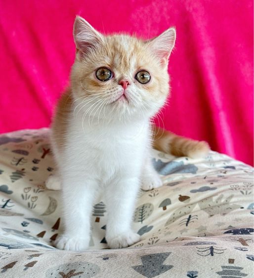 น้องแมวหน้ากลม