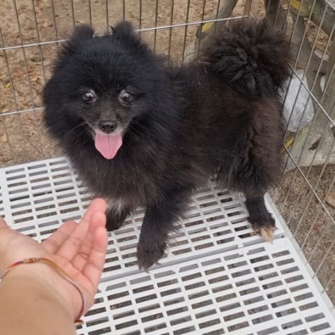 ปอมเมอเรเนียน (Pomeranian) เล็ก น้องปอม (ฟรี คัดบ้านค่ะ)