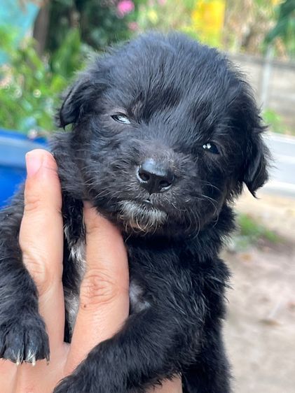 ชิสุผสมชิวาว่า