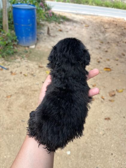 ชิสุผสมชิวาว่า รูปที่ 3