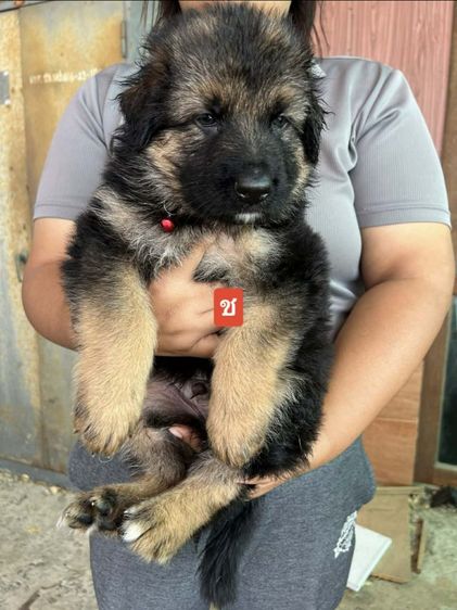 ขายลูกสุนัขเยอรมันเชพเพิร์ดแท้