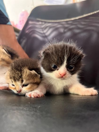 แมวสก็อตติช รูปที่ 4