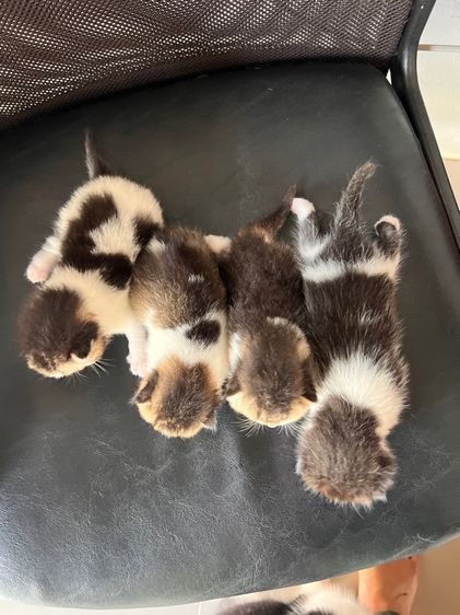 แมวสก็อตติช รูปที่ 7