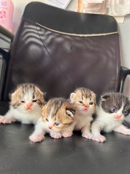 แมวสก็อตติช รูปที่ 2