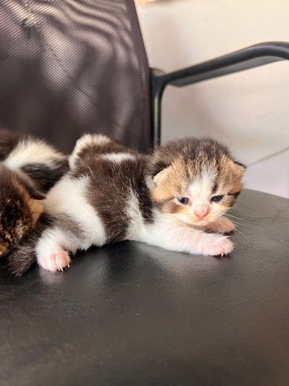 แมวสก็อตติช รูปที่ 3