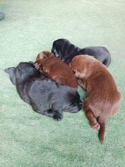 ลาบราดอร์ (Labrador) เล็ก สุนัขลาบราดอร์