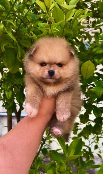 ปอมเมอเรเนียน (Pomeranian) เล็ก ปอมแท้