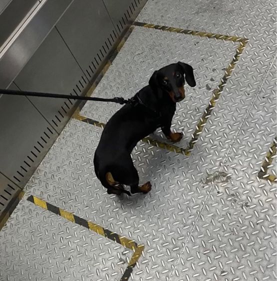 ดัชชุน เพศหญิง อายุ 8-9 เดือน รูปที่ 3