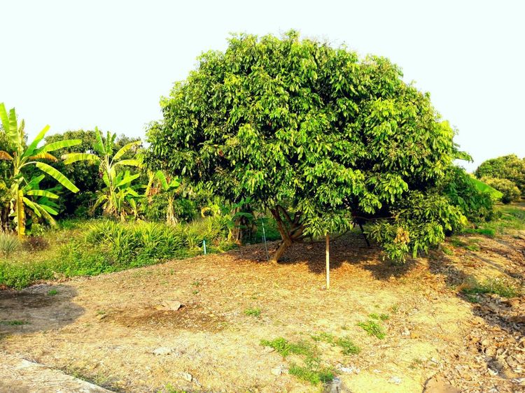 ที่ดินสวนลำใย ในเขตเทศบาล ห่างจากสนามบินเชียงใหม่ 20 กม. รูปที่ 4
