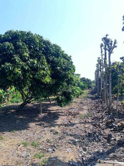 ที่ดินสวนลำใย ในเขตเทศบาล ห่างจากสนามบินเชียงใหม่ 20 กม. รูปที่ 3