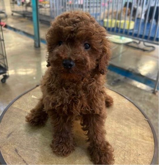 ลูกพุดเดิ้ลทอย ไทนีทอย รูปที่ 3