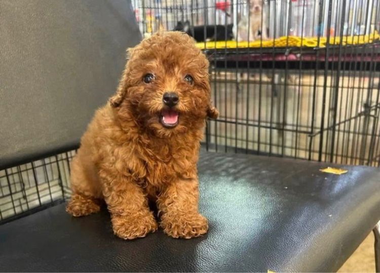 ลูกพุดเดิ้ลทอย ไทนีทอย