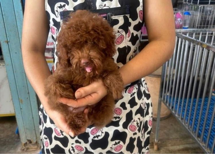 ลูกพุดเดิ้ลทอย ไทนีทอย รูปที่ 2