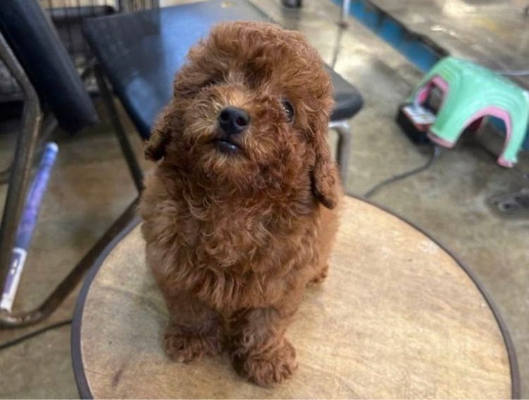 ลูกพุดเดิ้ลทอย ไทนีทอย รูปที่ 4