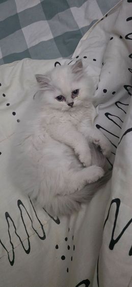 เปอเซีย หิมาลายัน  เพศเมีย  อายุ 3 เดือน รูปที่ 2