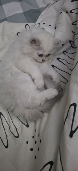 เปอเซีย หิมาลายัน  เพศเมีย  อายุ 3 เดือน รูปที่ 5