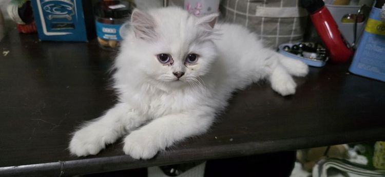 เปอเซีย หิมาลายัน  เพศเมีย  อายุ 3 เดือน รูปที่ 4