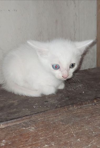 ขาวมณีตา2สี เพศชายอยุ1เดือนครึ่งกินอาหารเม็ดเข้ากะบะทรายเป็น รูปที่ 2