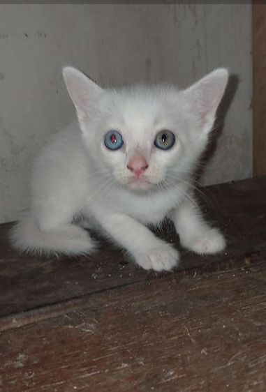 ขาวมณีตา2สี เพศชายอยุ1เดือนครึ่งกินอาหารเม็ดเข้ากะบะทรายเป็น