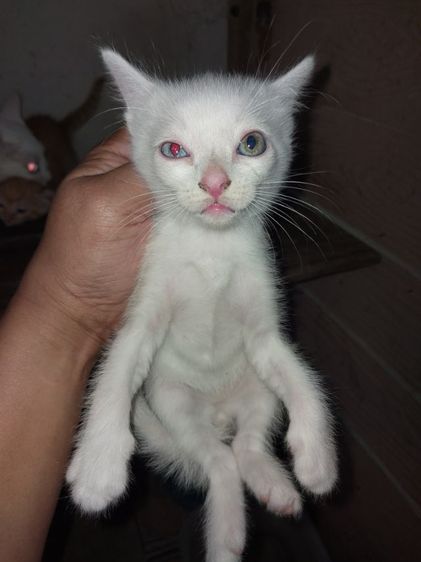 ขาวมณีตา2สี เพศชายอยุ1เดือนครึ่งกินอาหารเม็ดเข้ากะบะทรายเป็น รูปที่ 3