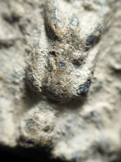 พิมพ์ป่าเลไลย์วัดท้ายตลาดครับ รูปที่ 8