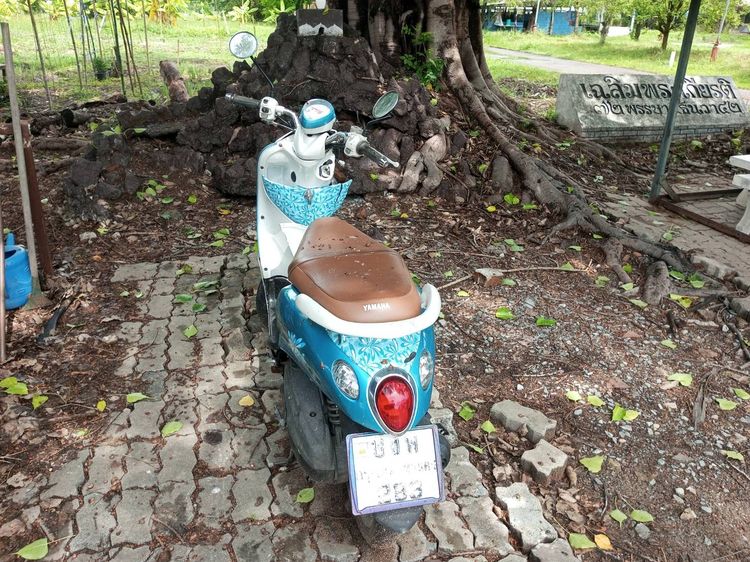 ฟีโนขายเหมาแยก รูปที่ 2