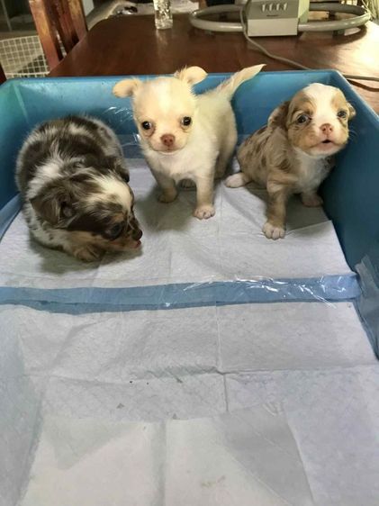 น้องชิวาว่าขนยาว