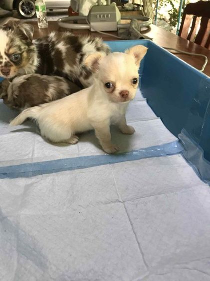 น้องชิวาว่าขนยาว รูปที่ 3