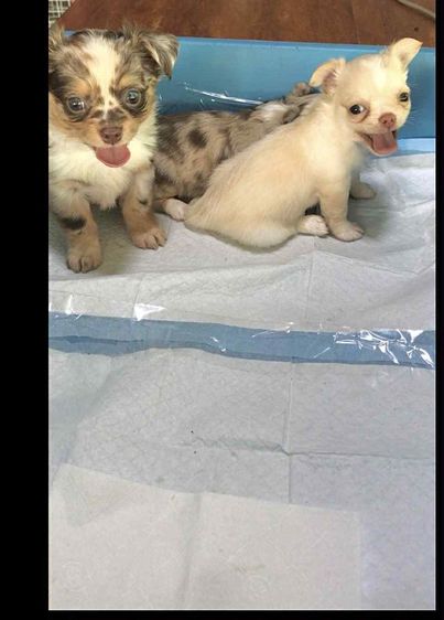 น้องชิวาว่าขนยาว รูปที่ 2