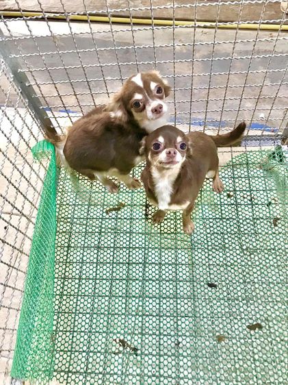 ชิวาว่า รูปที่ 2