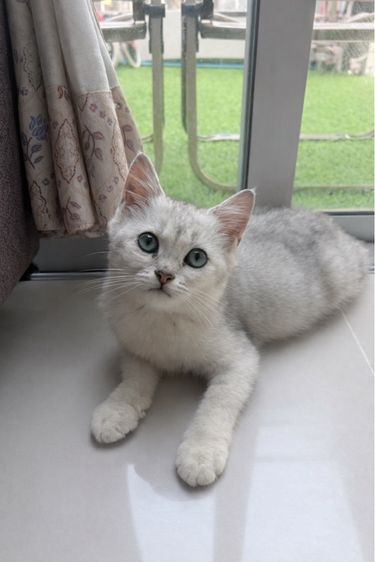 ลูกแมวสก็อตติส เพศเมีย รูปที่ 5