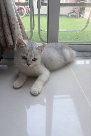 ลูกแมวสก็อตติส เพศเมีย รูปที่ 4