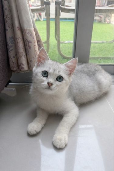 ลูกแมวสก็อตติส เพศเมีย