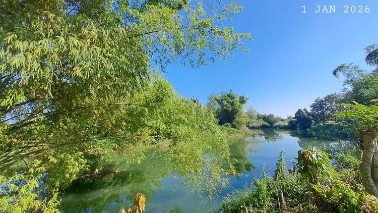 ไม่ใช่ ติดแม่น้ำลี้ติดถนนคอนกรีต น้ำประปาพร้อมเหมาะทำบ้านพักตากอากาศ ลานแคมป์ปิ้ง คาเฟ่ร้านอาหารริมน้ำ  รูปที่ 4