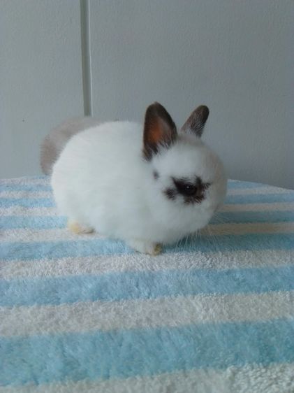 กระต่าย