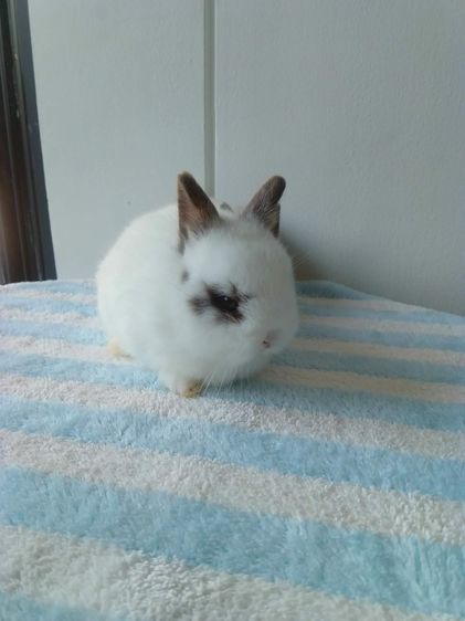 กระต่าย รูปที่ 3