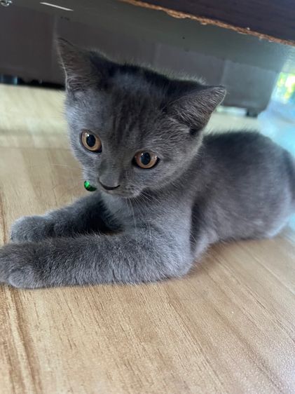 บริติช ชอร์ตแฮร์ (British Shorthair) แมวพันธุ์ บริติส ช็อตแฮร 