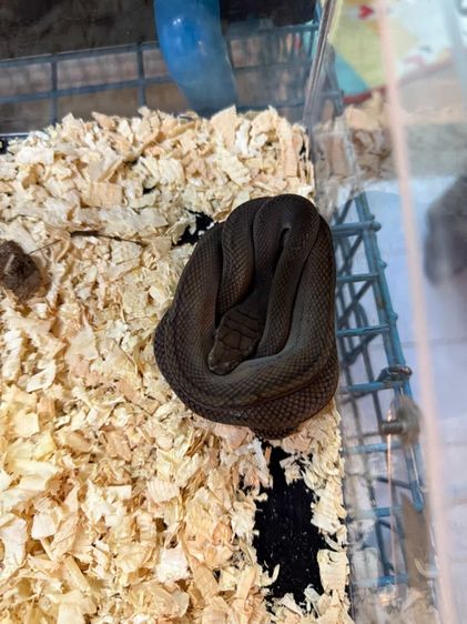 งูscrubb python รูปที่ 2