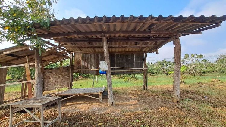 ไม่ใช่ ขายสวนมะม่วงติดถนนลาดยาง เหมาะทำบ้านสวน  สวนเกษตร น้ำไฟพร้อม รูปที่ 4